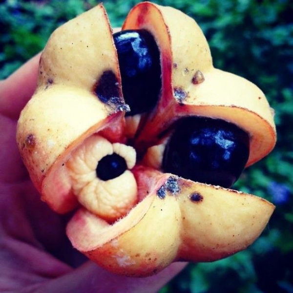 22 фрукта, о которых Вы никогда не слышали