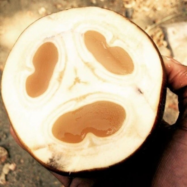 22 фрукта, о которых Вы никогда не слышали