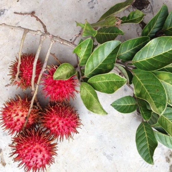 22 фрукта, о которых Вы никогда не слышали