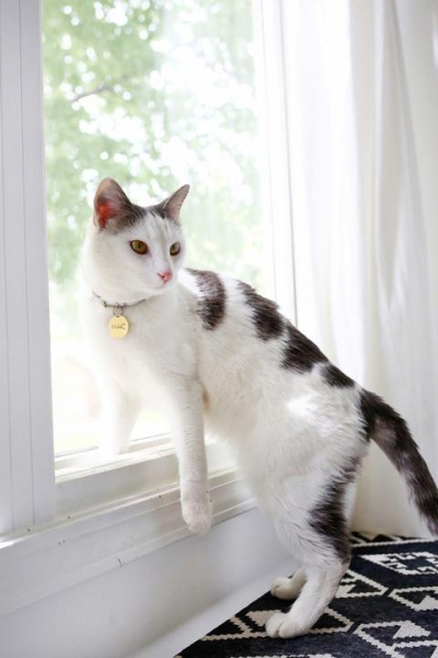 Делаем ошейник с медальоном