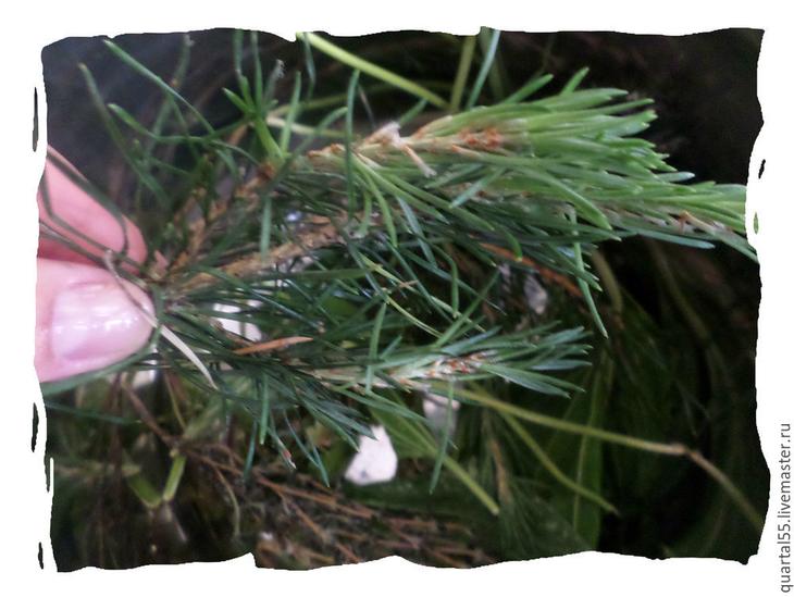 Готовим полезный и ароматный шампунь на травах и маслах