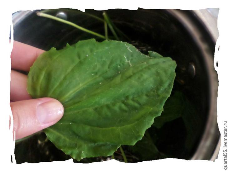 Готовим полезный и ароматный шампунь на травах и маслах