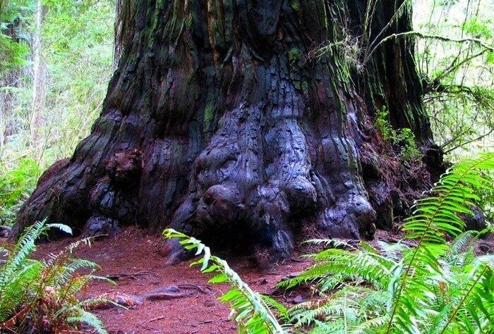 Всё выше и выше: 10 деревьев-рекордсменов