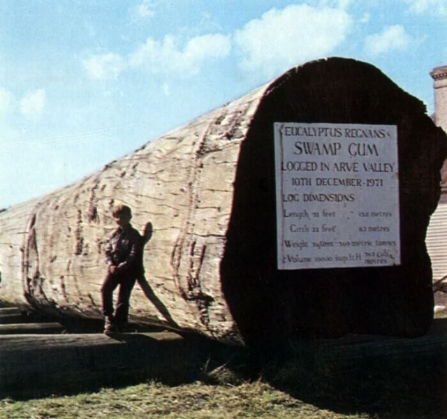 Всё выше и выше: 10 деревьев-рекордсменов