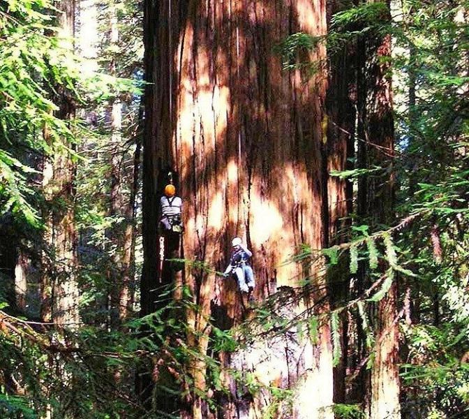 Всё выше и выше: 10 деревьев-рекордсменов