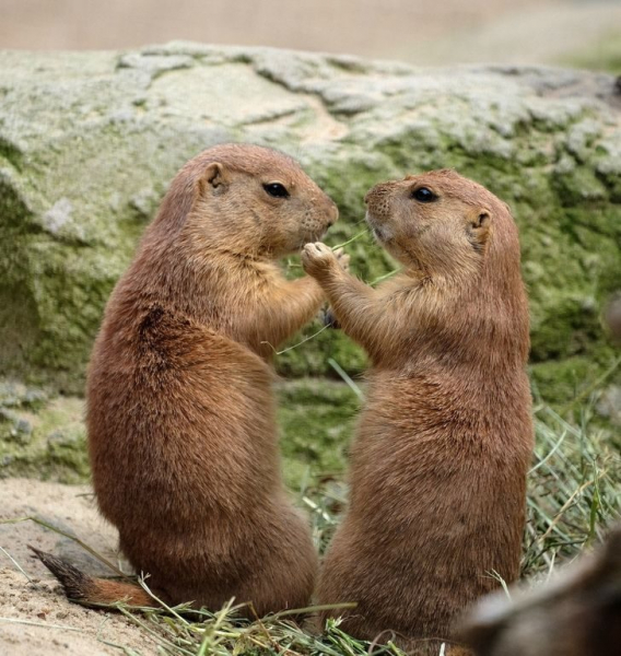 10 ошеломляющих фактов о животном мире, которые покруче всякого похода в зоопарк