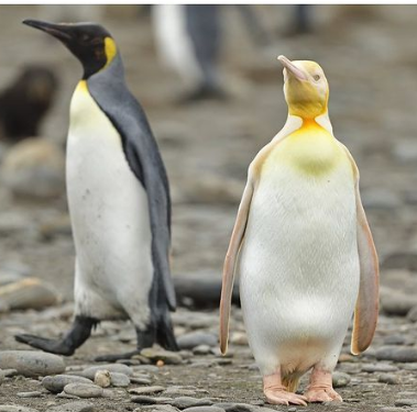 10 ошеломляющих фактов о животном мире, которые покруче всякого похода в зоопарк