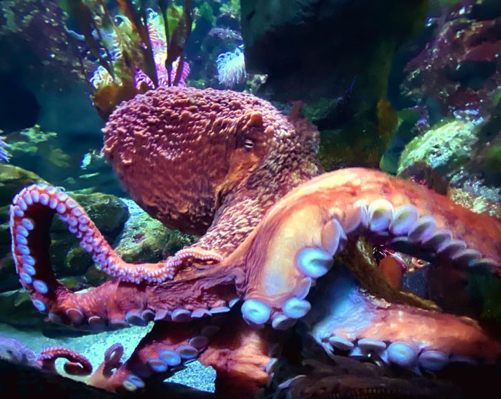 10 ошеломляющих фактов о животном мире, которые покруче всякого похода в зоопарк