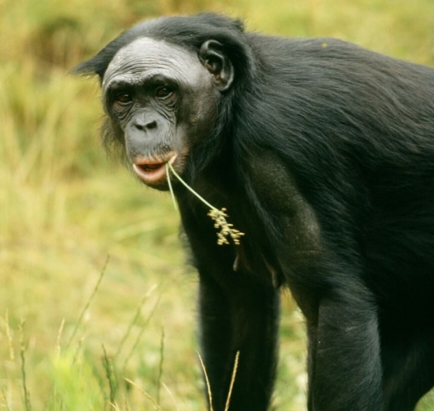 10 ошеломляющих фактов о животном мире, которые покруче всякого похода в зоопарк