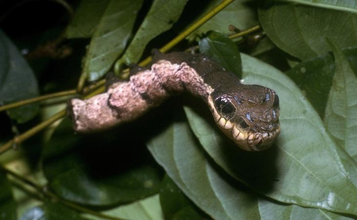 10 самых странных насекомых планеты