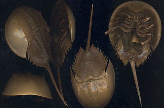 10 видов древних организмов, живущих до сих пор