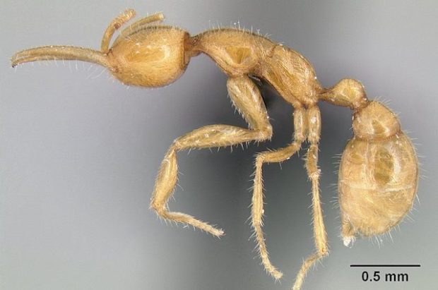 10 видов древних организмов, живущих до сих пор