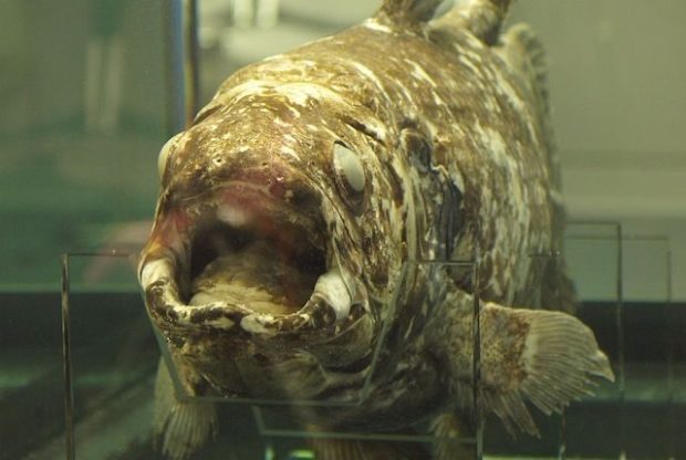 10 видов древних организмов, живущих до сих пор