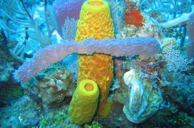 10 видов древних организмов, живущих до сих пор