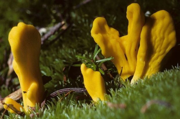 10 видов древних организмов, живущих до сих пор