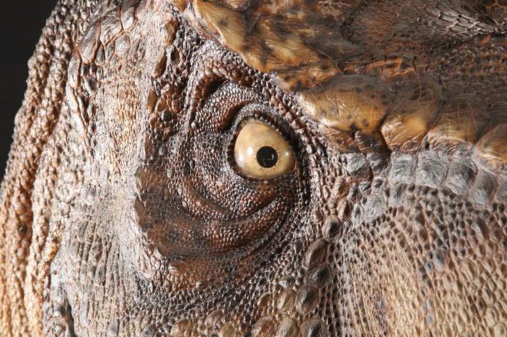 10 вымерших животных с удивительными свойствами