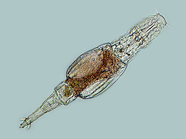 25 фактов о ДНК, которые помогут вам разобраться в себе