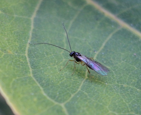 25 фактов о ДНК, которые помогут вам разобраться в себе