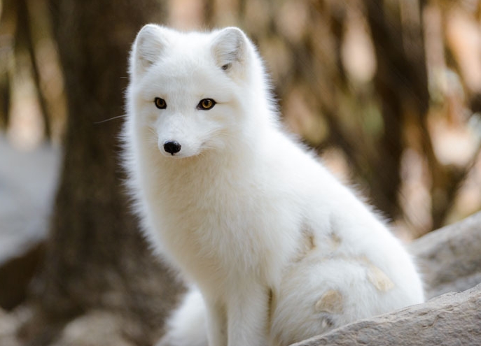 25 интересных фактов об Исландии