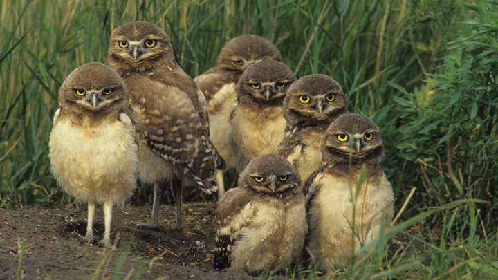 Интересные факты о птицах