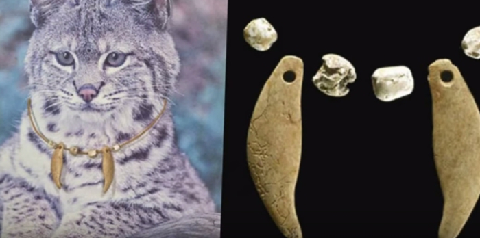 Самые необычные примеры почитания кошек в истории