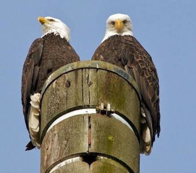 Животные, у которых можно поучиться верности и любви