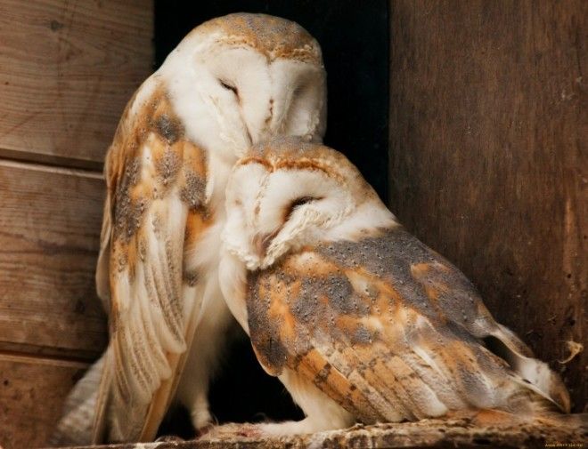 Животные, у которых можно поучиться верности и любви