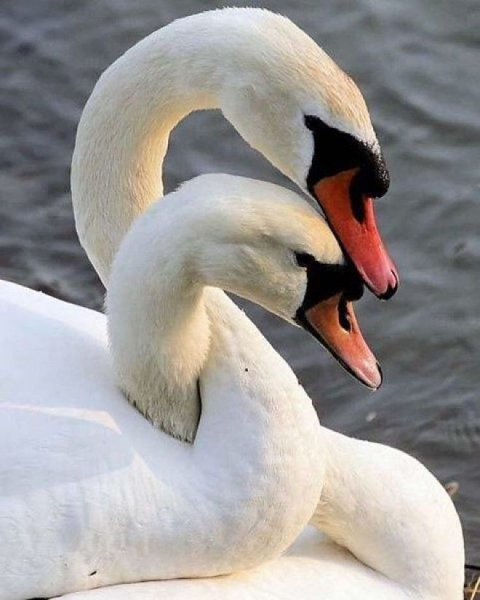 Животные, у которых можно поучиться верности и любви