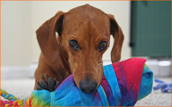 10 способов применения старых простыней, которые годятся не только на тряпки