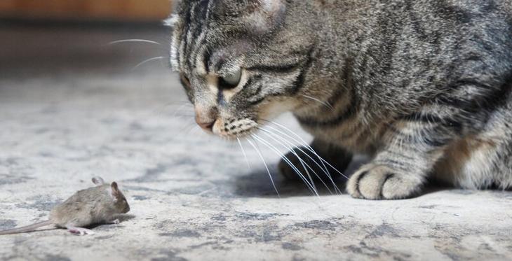 10 животных, способных на чудовищную жестокость