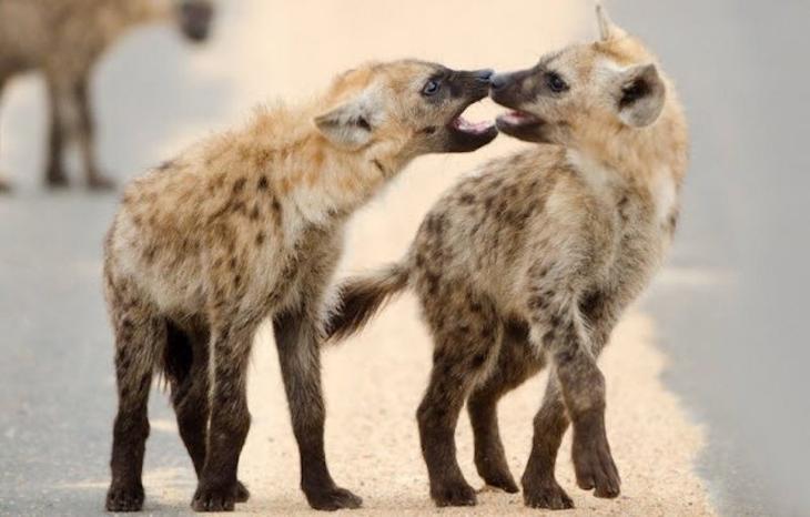 10 животных, способных на чудовищную жестокость