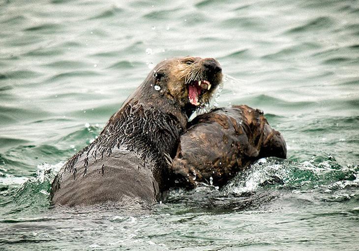10 животных, способных на чудовищную жестокость