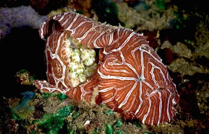 12 самых странных и редких существ, живущих под водой