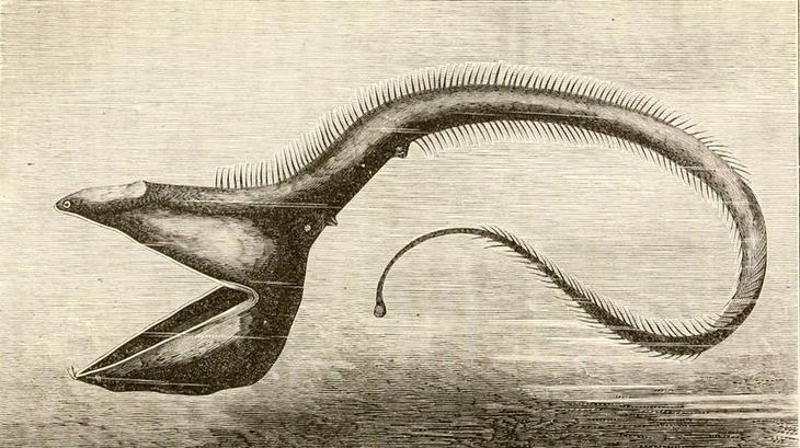 12 самых странных и редких существ, живущих под водой