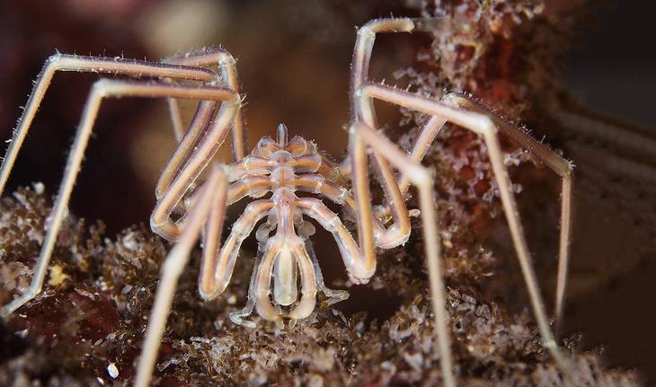 12 удивительных морских существ