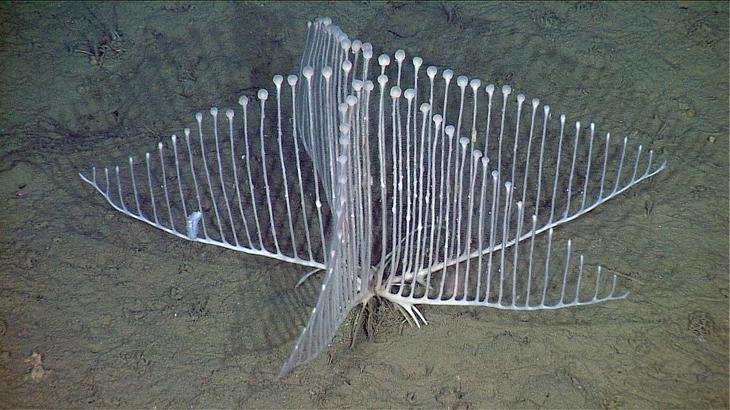 12 удивительных морских существ