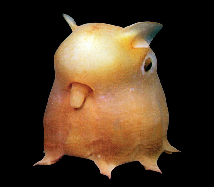 12 удивительных морских существ