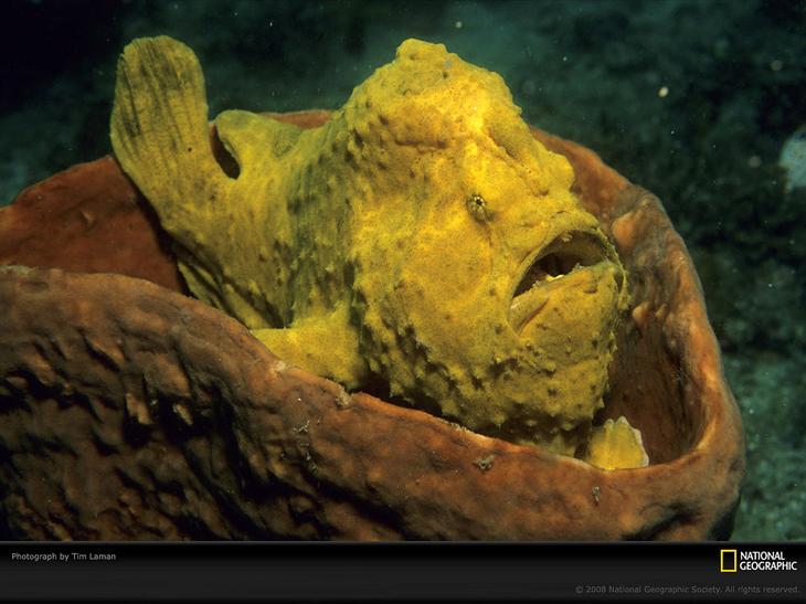 12 удивительных морских существ