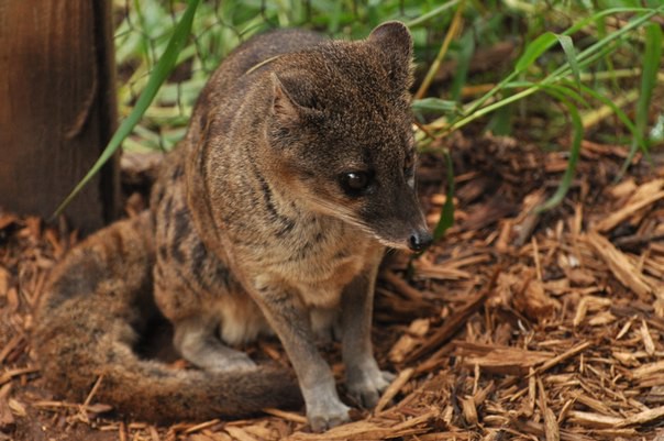 15 странных, но замечательных существ, обитающих на Мадагаскаре