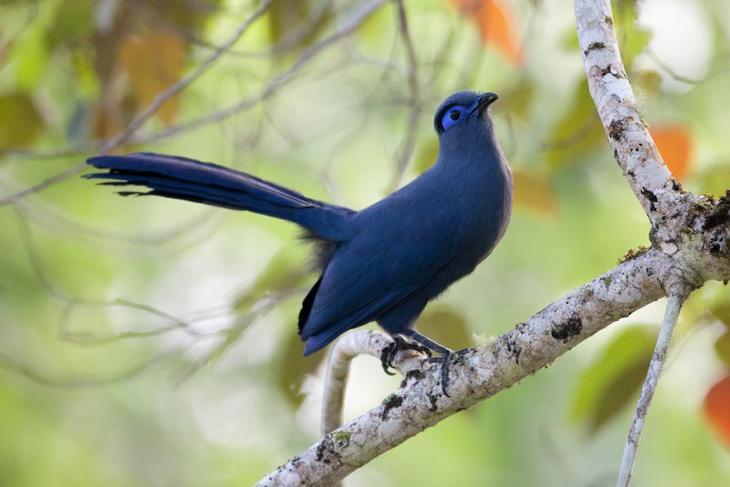 15 странных, но замечательных существ, обитающих на Мадагаскаре