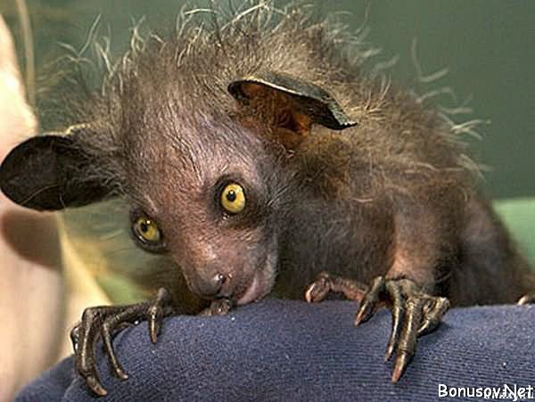 15 странных, но замечательных существ, обитающих на Мадагаскаре