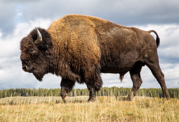 8 фактов, которые доказывают, что Запад называют диким не просто так
