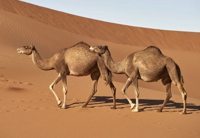 9 знакомых с детства фактов, которые оказались неправдой