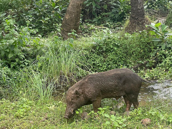 «По индийским меркам это роскошный резорт»: восторженный отзыв об отдыхе в Гоа