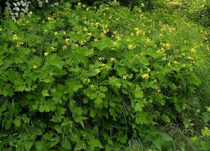 10 растений из леса, которые лучше даже не трогать