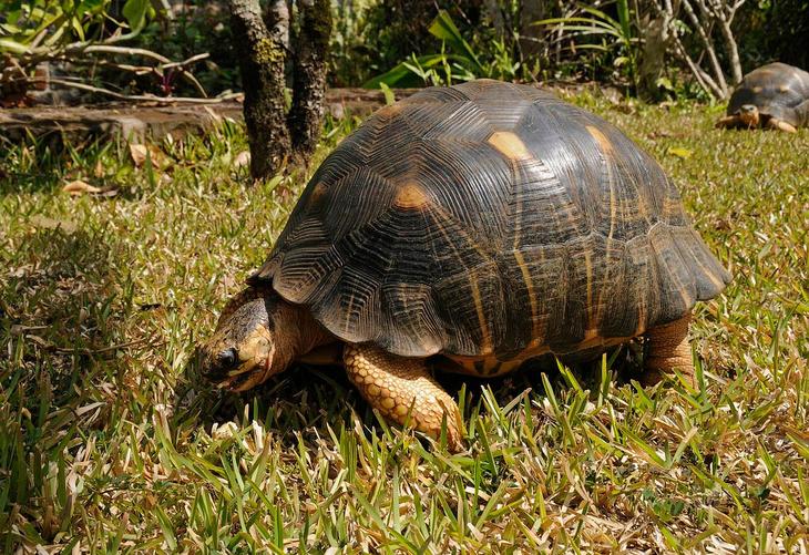 10 самых долгоживущих организмов Земли