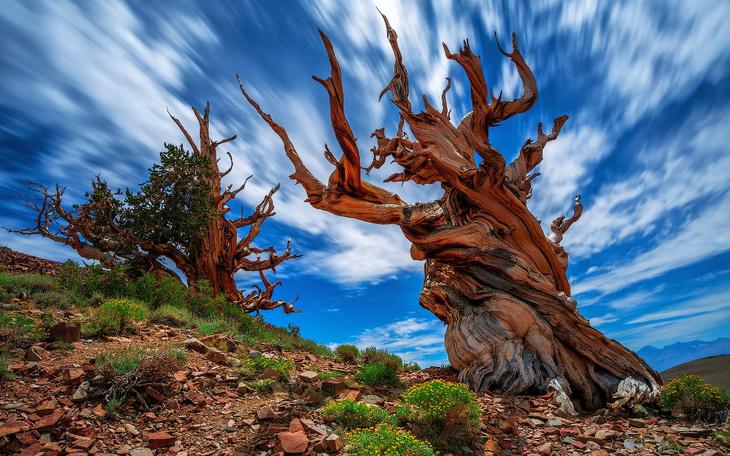 10 самых долгоживущих организмов Земли