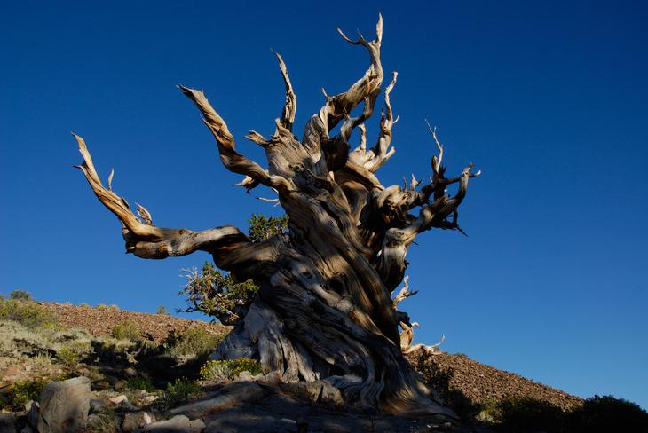 10 самых долгоживущих организмов Земли