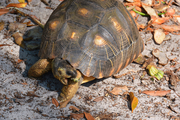 10 самых долгоживущих организмов Земли