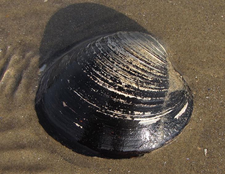 10 самых долгоживущих организмов Земли